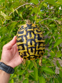 Tartaruga di terra femmina