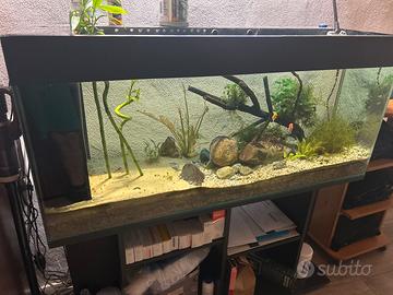 Acquario