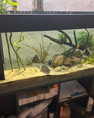 Acquario