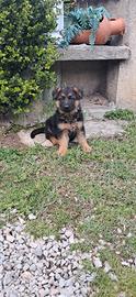 Cuccioli pastore tedesco