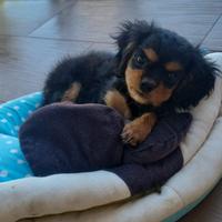 Cavalier king