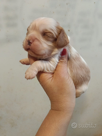 Cavalier king con pedigree Enci