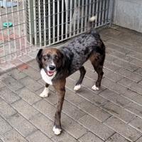 Casper cagnolino meticcio