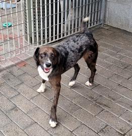 Casper cagnolino meticcio