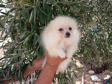 Spitz nano Pomerania