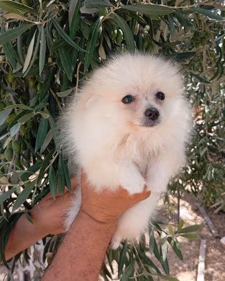Spitz nano Pomerania