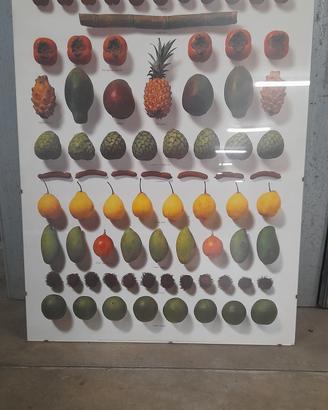 Stampa frutti tropicali 