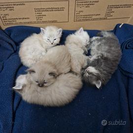 Cuccioli gatto siberiano