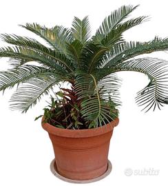 cycas - palma nana 