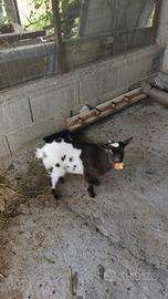Capretto tibetano