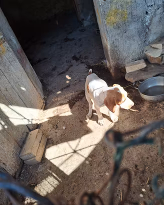 Cane da tartufo