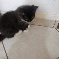 Cuccioli di gatto