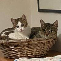 Mamma gatta e la coccola di mamma