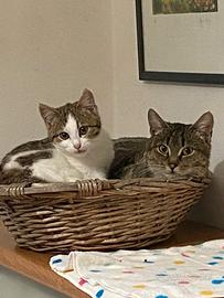 Mamma gatta e la coccola di mamma