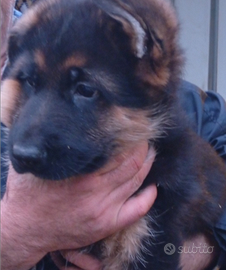 Setter inglese e cuccioli pastore tedesco