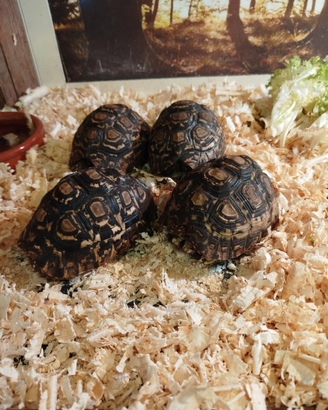 Tartaruga pardalis