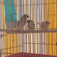 Bengalini maschi e femmine qualcuno ciuffati