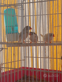 Bengalini maschi e femmine qualcuno ciuffati