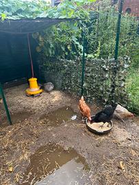 Galline