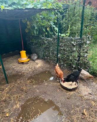 Galline