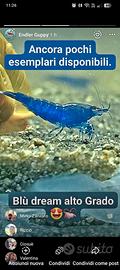 Caridine Blue dream
