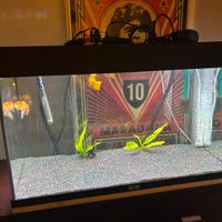 Acquario