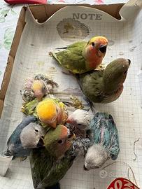 Inseparabili allevati