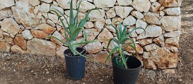 aloe arborescens