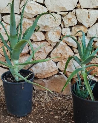 aloe arborescens