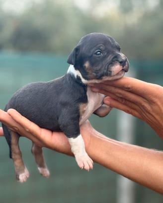 American Pitbull terrier
