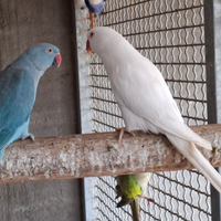 Coppia parrocchetto dal collare