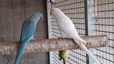 Coppia parrocchetto dal collare