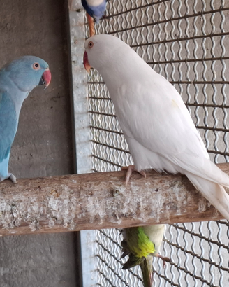 Coppia parrocchetto dal collare