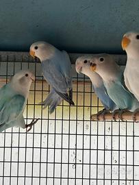 Pappagalli inseparabili