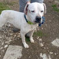 Adozione del cuore ?