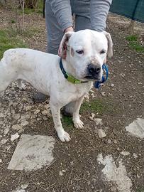 Adozione del cuore ?