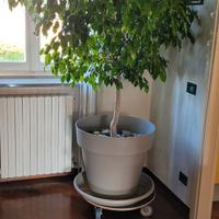 Carrello portavaso/tutto diametro cm.58