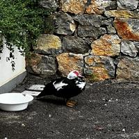 Anatra muta muschiata