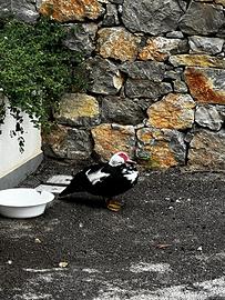 Anatra muta muschiata