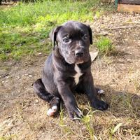 Cane Corso