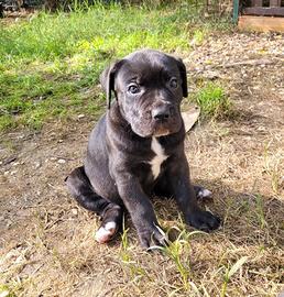 Cane Corso