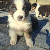 Cuccioli di Australian Shepherd