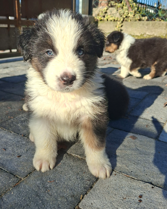 Cuccioli di Australian Shepherd
