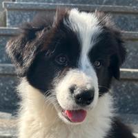 Cucciola Border Collie con Pedigree