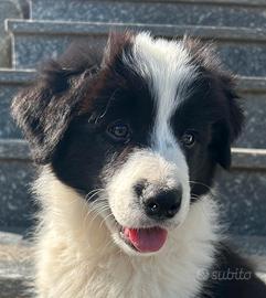 Cucciola Border Collie con Pedigree
