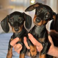 Vendita cuccioli bassotto nano nero focato