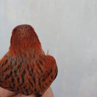 Canarini 2025 coppie e singoli