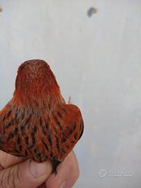 Canarini 2025 coppie e singoli