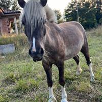 Pony Femmina Gravida