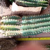 Echinopsis grandi piante